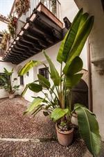 Apartment Patios De La Juderia *